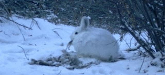 Λαγοί κανίβαλοι – Τελικά δεν τρώνε μόνο καρότα αλλά και κρέας – Ντοκουμέντα που αποκαλύπτονται για πρώτη φορά (βίντεο)