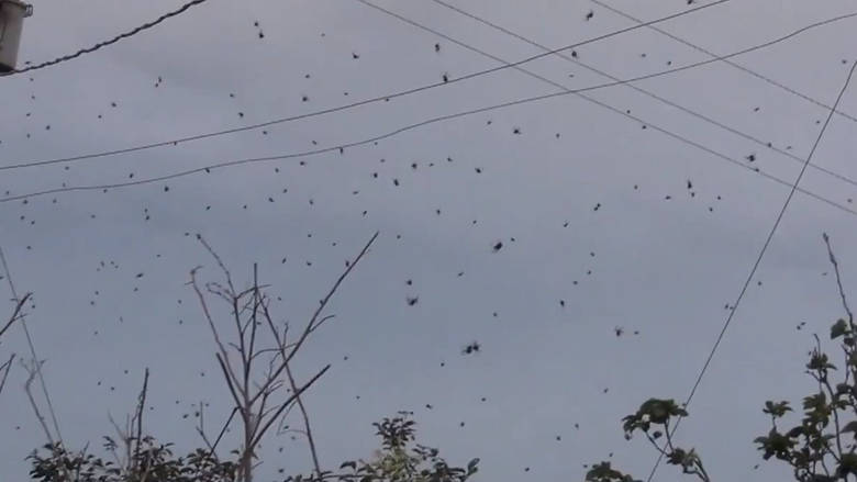 Ανατριχιαστικό φαινόμενο: «Έβρεξε»… αράχνες στη Βραζιλία (βίντεο)