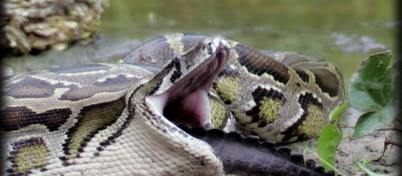 Πύθωνας καταβρόχθισε μια οικόσιτη γάτα (φωτο)