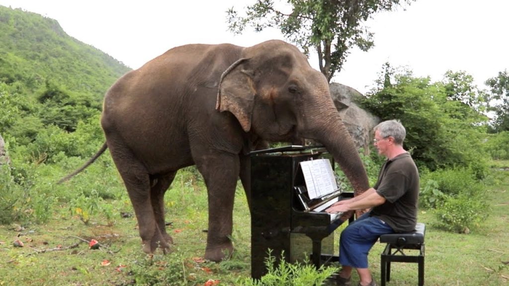Πιανίστας σαγηνεύει ελέφαντες με τη μουσική του (βίντεο)