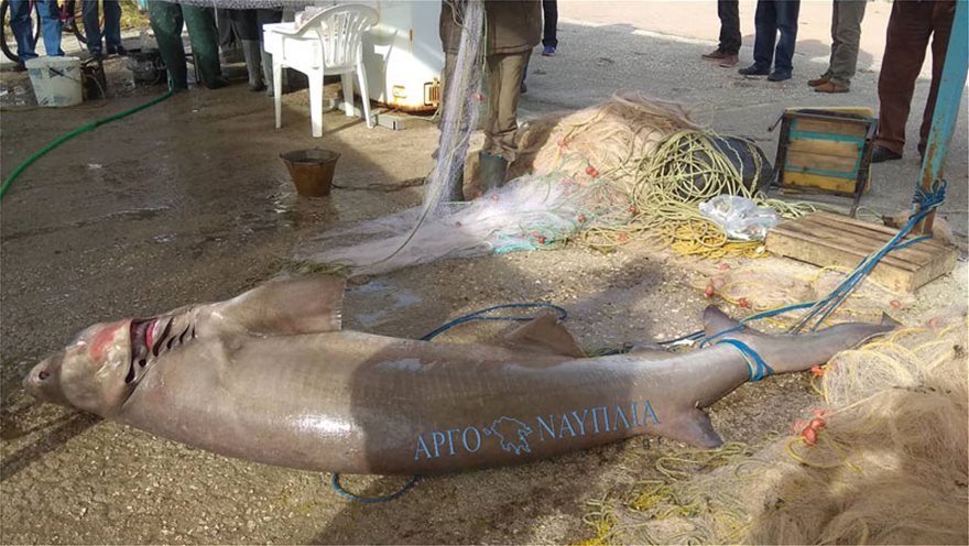 Στα δίχτυα των ψαράδων πιάστηκε ένα σκυλόψαρο που ζυγίζει…150 κιλά (φωτο)