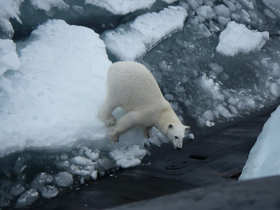Απίστευτες φωτό: Πολική αρκούδα εναντίον ρωσικού υποβρυχίου – Ορμηξε για να βρει τροφή…