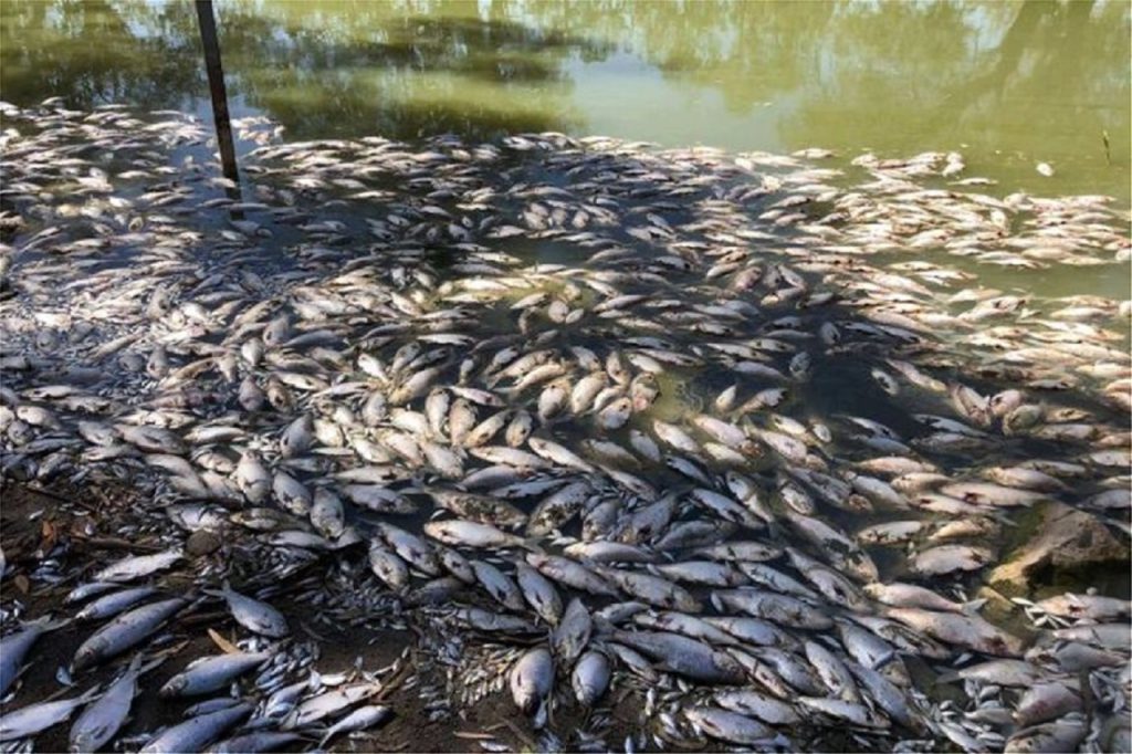 Αυστραλία: Μαζικοί θάνατοι ψαριών