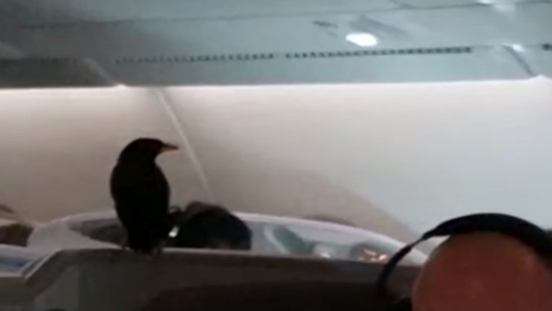 Βίντεο: Μια… μάινα έσπειρε τον πανικό στον αέρα – Έκανε άνω κάτω το αεροπλάνο