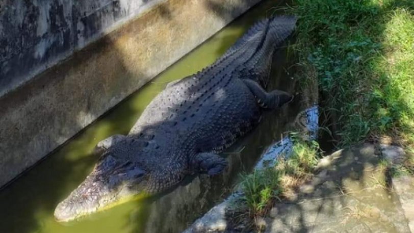 Ινδονησία: Κροκόδειλος-δολοφόνος κατασπάραξε την επιστήμονα που τον τάιζε