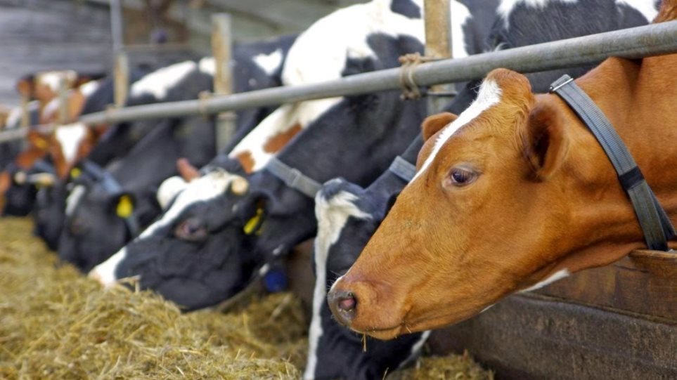 Μυτιλήνη: Νέα κρούσματα καταρροϊκού πυρετού σε βοοειδή -Μεταδίδεται με τα κουνούπια