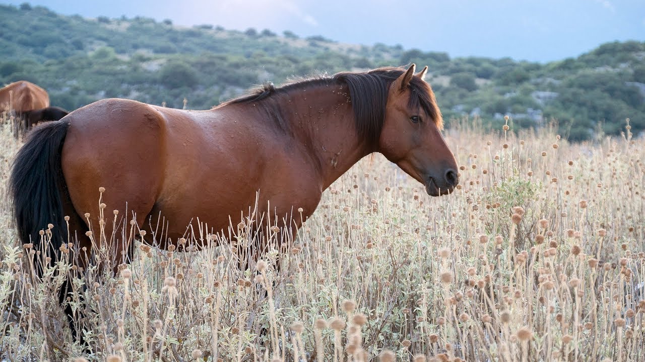 Αιτωλοακαρνανία: Ασυνείδητοι πυροβόλησαν και σκότωσαν προστατευόμενα άγρια άλογα
