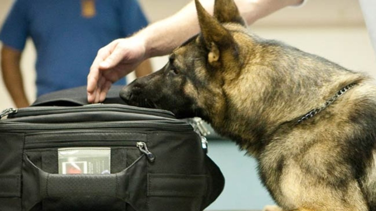 Η Δίωξη Ναρκωτικών έχασε την αξιωματικό Agnes- «Εφυγε» από τη ζωή η σκυλίτσα-θρύλος