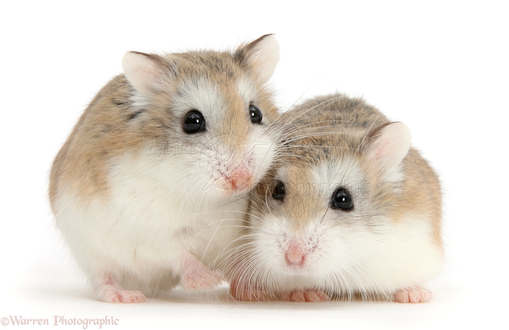 Και όμως είναι αλήθεια: Γυναίκα έκρυψε 24 χάμστερ στα… πόδια της (φωτο)