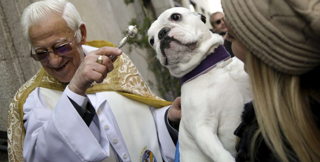 Μαδρίτη: Σκυλιά και γατιά στον Άγιο Αντώνιο για μια ευλογία (βίντεο)