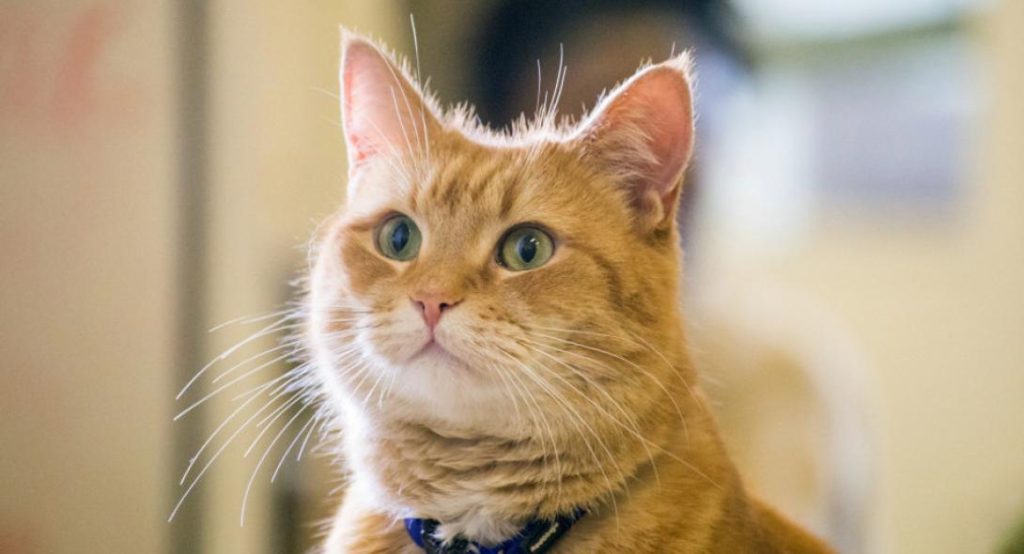 Έγινε έτσι από βακτήριο που του μετέδωσε η γάτα του (φωτό)