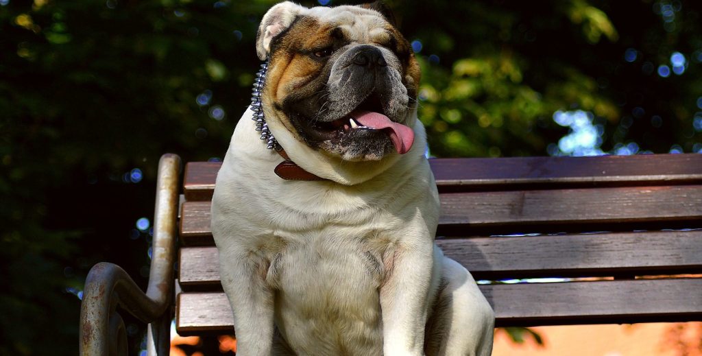 Απίστευτο! Μπουλντόγκ «προειδοποιούν» σκυλιά για κίνδυνο σε ταινία τρόμου (βίντεο)