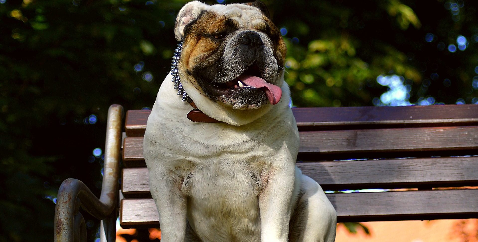 Απίστευτο! Μπουλντόγκ «προειδοποιούν» σκυλιά για κίνδυνο σε ταινία τρόμου (βίντεο)