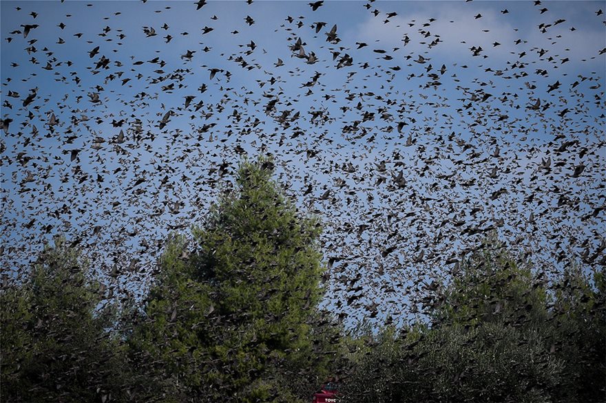 «Τα πουλιά»: Σκηνικό…. Χίτσκοκ στην Αταλάντη – Δείτε φωτό