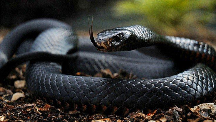 Τρόμος: Η στιγμή που τεράστιο φίδι καταβροχθίζει σαύρα στην παραλία (βίντεο)