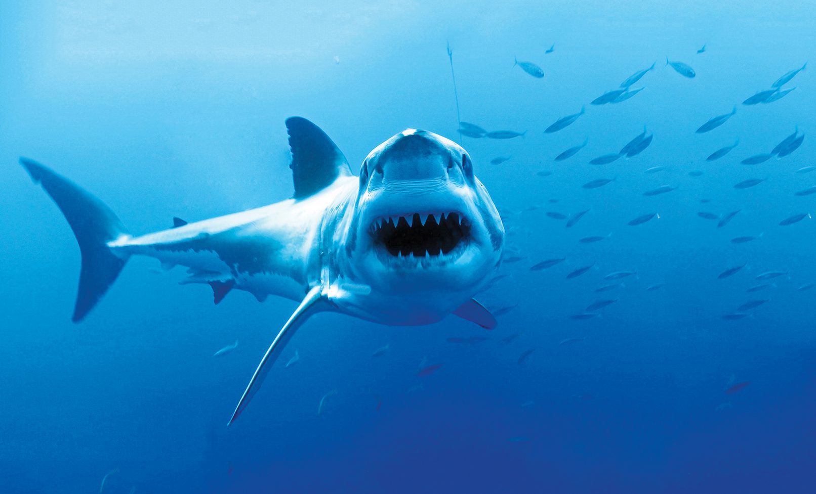 Απίστευτο βίντεο: Δύτες κολύμπησαν δίπλα σε ένα γιγάντιο λευκό καρχαρία