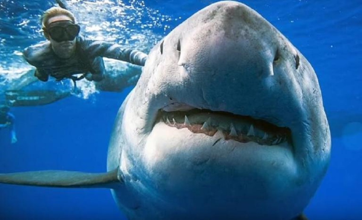 Γυναίκα δύτης κολυμπά πλάι πλάι με μεγάλο λευκό καρχαρία! (βίντεο)
