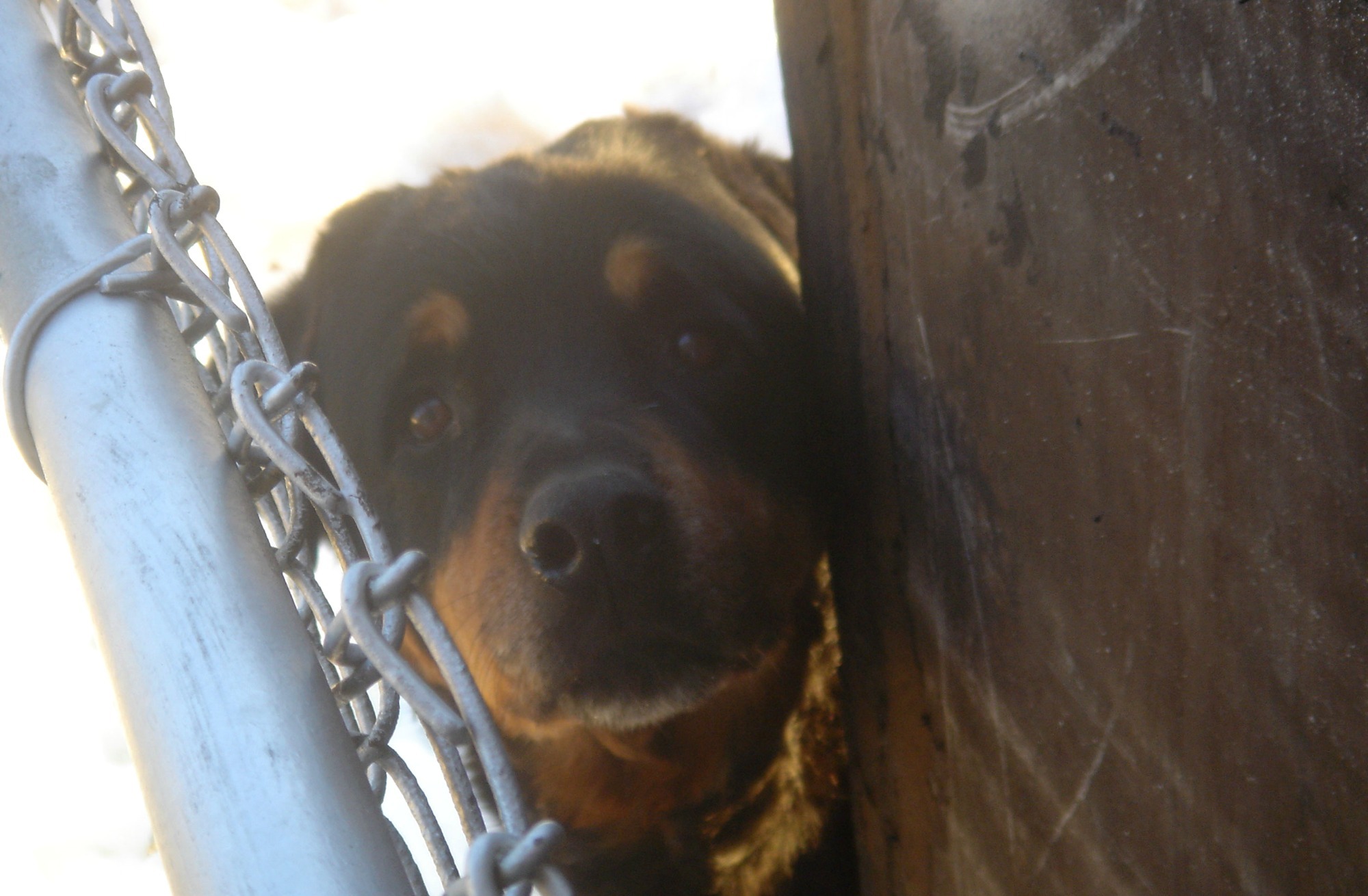 Βόλος: Εγκατέλειψε τον σκύλο του για να πάει… διακοπές- Το δικαστήριο δεν του αναγνώρισε κανένα ελαφρυντικό