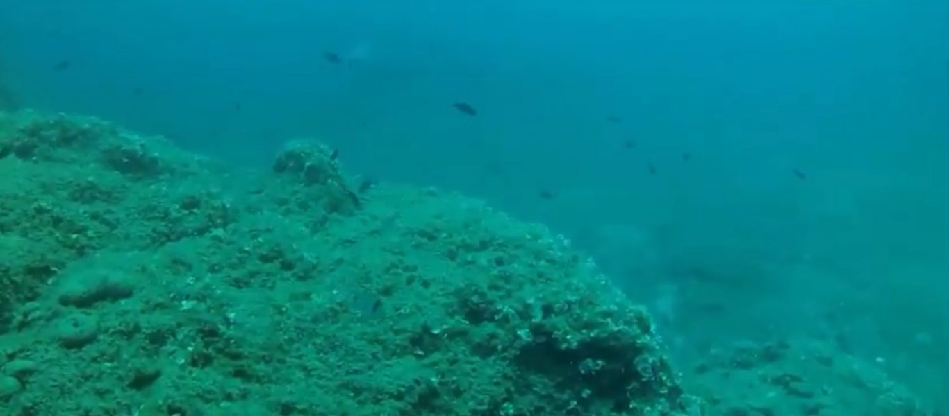Tα 10 επικίνδυνα πλάσματα των ελληνικών θαλασσών – Μια συνάντηση μαζί τους μπορεί να αποβεί μοιραία (βίντεο)