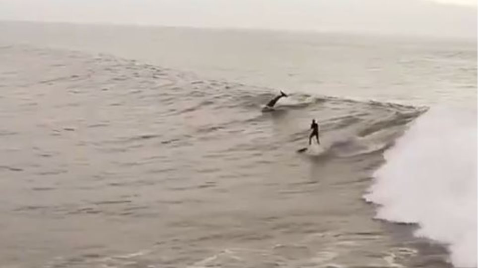 Τοσκάνη: Παιχνιδιάρικα δελφίνια διασχίζουν τα κύματα παρέα με σέρφερ (βίντεο)