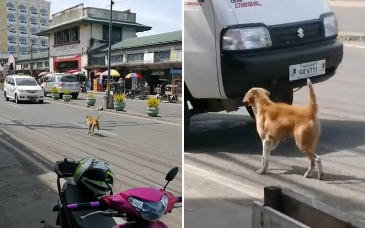«Ραγίζει» καρδιές: Σκυλίτσα προσπαθεί να σταματήσει τα αυτοκίνητα ζητώντας βοήθεια για το κουτάβι της (βίντεο)