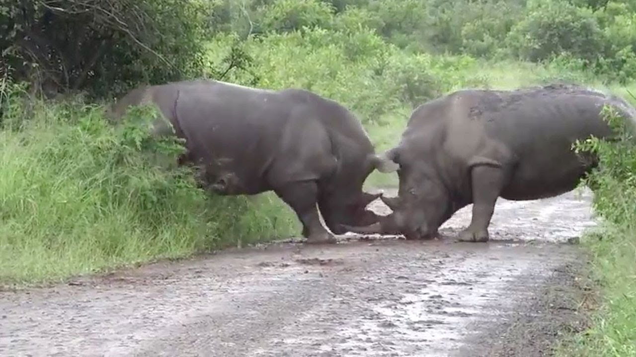 Μονομαχία θανάτου: Ρινόκερος εναντίον ρινόκερου (βίντεο)