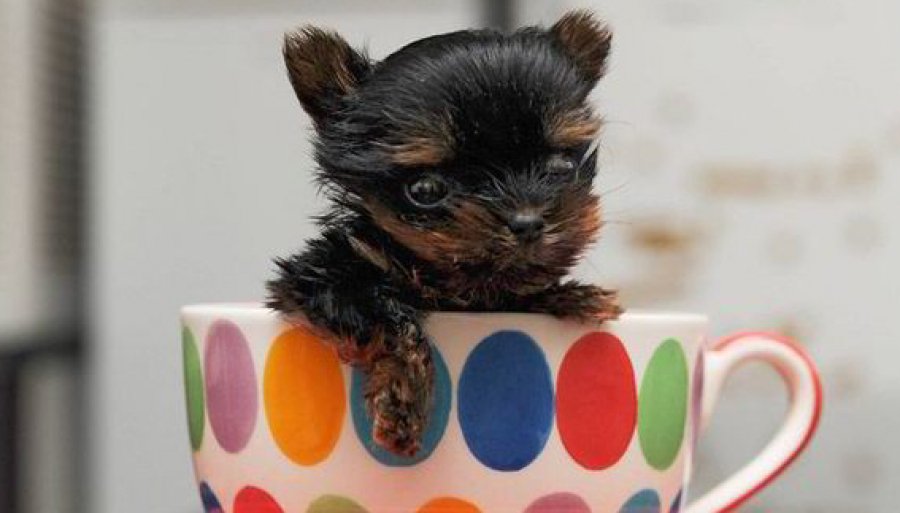‘Ενα Yorkshire Terrier το πιο μικρό σκυλί στον κόσμο