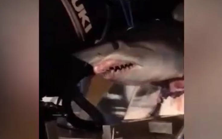 Κυκλοφορούσαν στον αυτοκινητόδρομο με έναν καρχαρία να κρέμεται από τη βάρκα τους! (βίντεο)