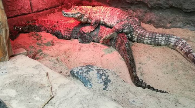 Αρσενικός αλιγάτορας ανίκανος για ζευγάρωμα λόγω… μεγέθους μορίου