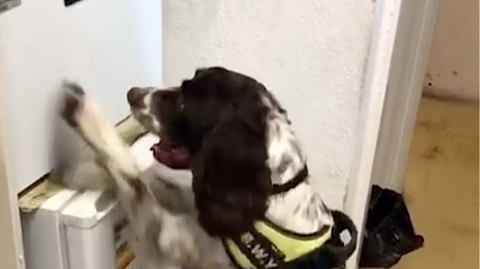 Ο σκύλος που επικήρυξαν οι λαθρέμποροι επειδή… χώνει τη μύτη του παντού