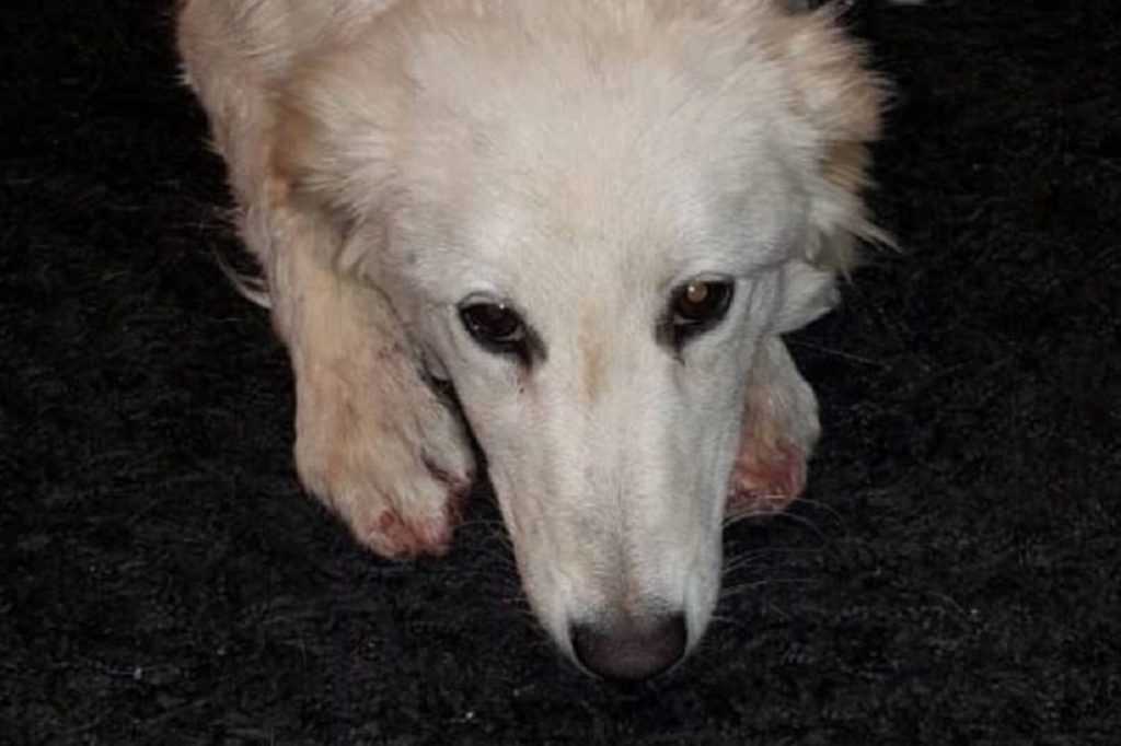 Σοκ στην Κρήτη: Σκυλί πληγώθηκε άσχημα από οδηγό που το έσερνε με λουρί στην εθνική οδό! (φωτο)