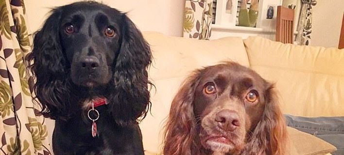 Μυστηριώδης ιός σκοτώνει ένα σκυλί την εβδομάδα – Τρόμος στους ιδιοκτήτες (φώτο)