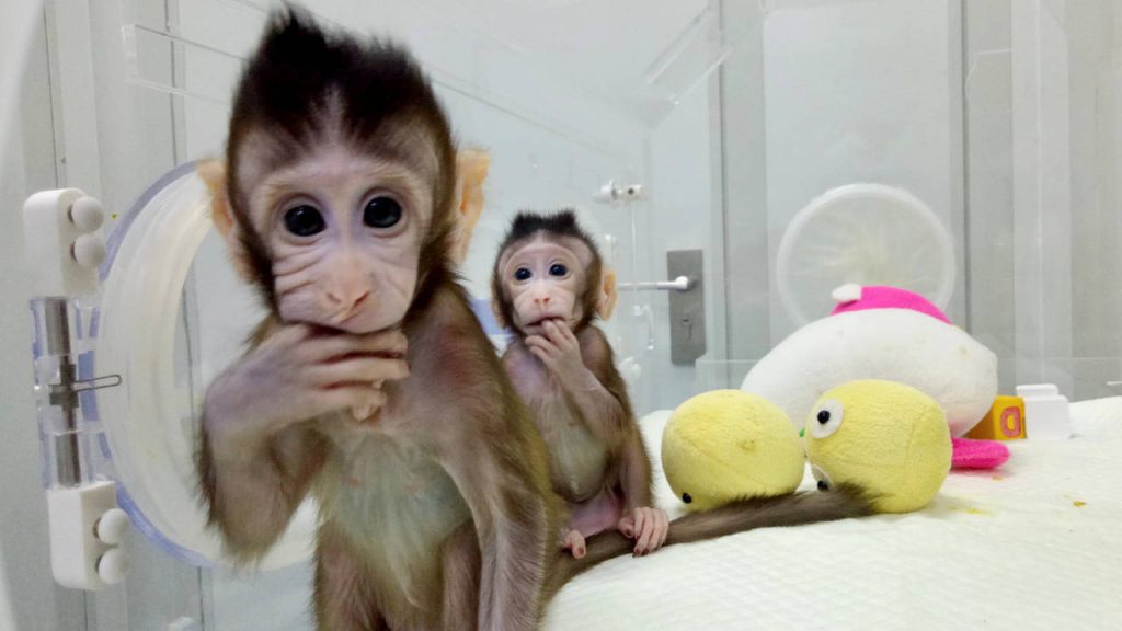 Κίνα: Δημιουργία κλωνοποιημένων μαϊμούδων για την εξεύρευση θεραπειών σε ανθρώπινες παθήσεις (βίντεο)