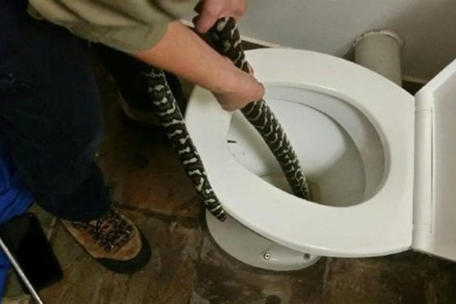 Φίδι αναδύθηκε από την τουαλέτα και δάγκωσε γυναίκα- Δείτε φωτογραφίες!