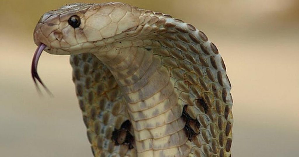 Βίντεο: Δεν μπορείτε να φανταστείτε τι μπορεί να κάνει μια… διψασμένη κόμπρα