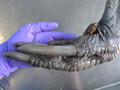 Το πόδι του πλάσματος που μπορεί να σκοτώσει με ένα χτύπημα (φώτο)