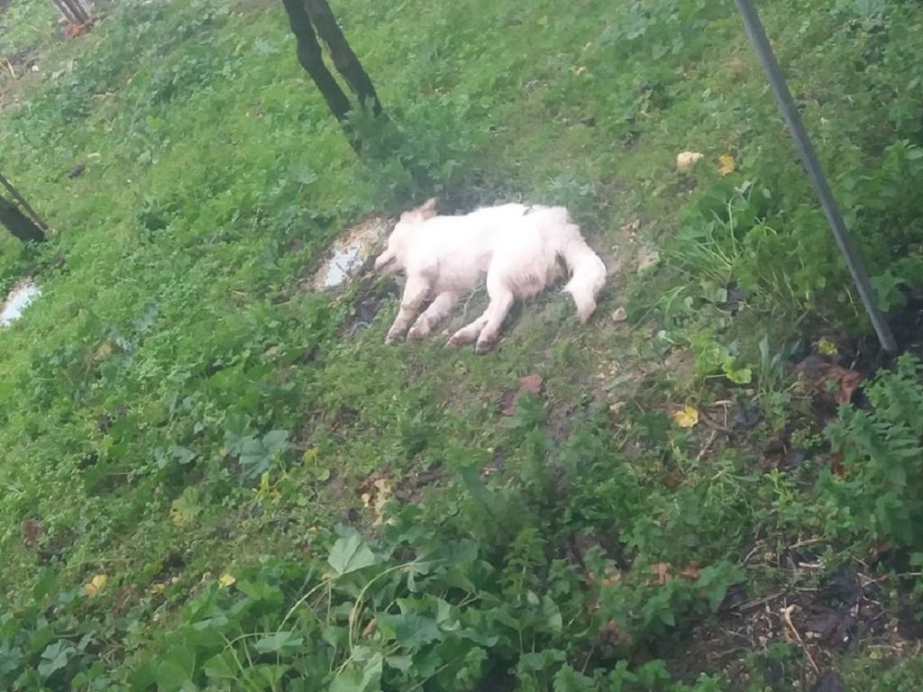 Κρήτη: Σκότωνε σκυλιά και τα έκρυβε σε τσουβάλια (φωτο)