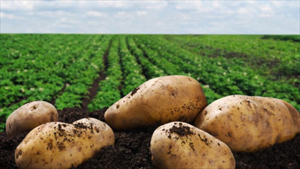 Γιατί πρασινίζουν οι πατάτες; Δείτε τι πρέπει να προσέχετε! (βίντεο)