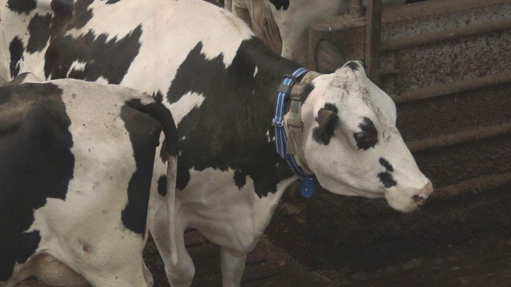 Πολωνία: Σφάζουν άρρωστες αγελάδες που έχουν εισαχθεί λαθραία και μετά… πωλούν το κρέας τους (βίντεο)