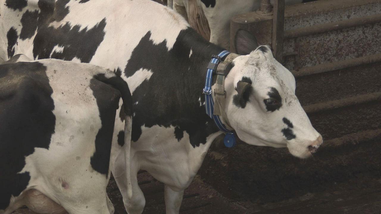 Πολωνία: Σφάζουν άρρωστες αγελάδες που έχουν εισαχθεί λαθραία και μετά… πωλούν το κρέας τους (βίντεο)