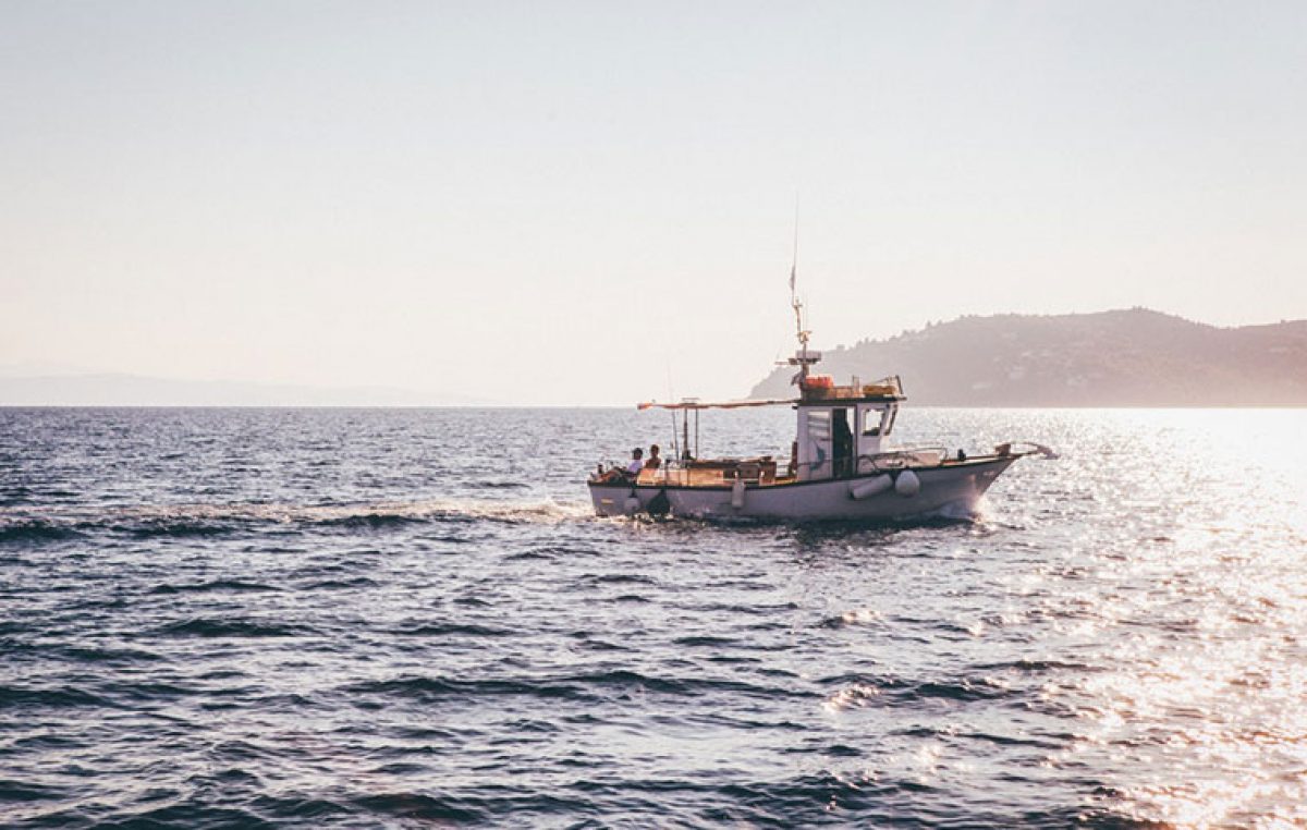 Χαλκιδική: Ο πρώτος «χρυσός μπακαλιάρος» στα δίχτυα Έλληνα ψαρά (φωτο)