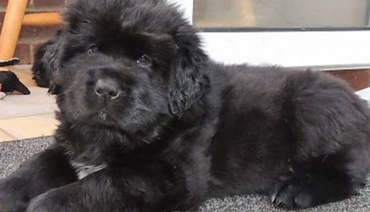 Αγόρασαν αυτό το χαριτωμένο κουταβάκι αλλά έμειναν άναυδοι όταν κατάλαβαν τι ακριβώς μεγάλωναν μέσα στο σπίτι τους