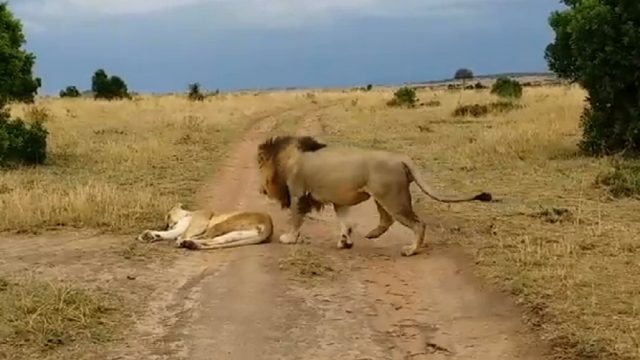 Λιοντάρι κάνει… πλάκα στην λέαινα που κοιμάται και δείτε τι ακολουθεί (βίντεο)