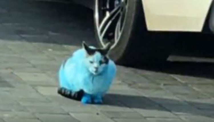 Γάτες και σκύλοι στην Αγγλία έγιναν ξαφνικά… «στρουμφάκια»! Τι συνέβη (φώτο)