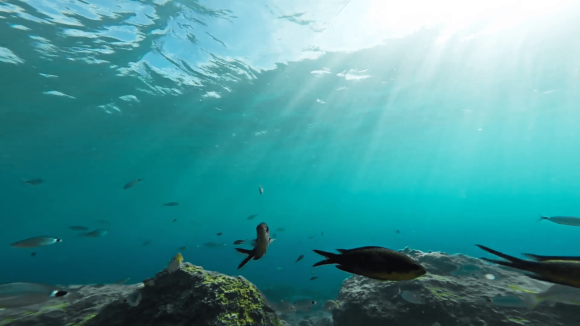 Ιαπωνία: Αλιεύτηκαν σπάνια ψάρια βαθέων υδάτων- Φόβοι για επικείμενες φυσικές καταστροφές (φωτο)