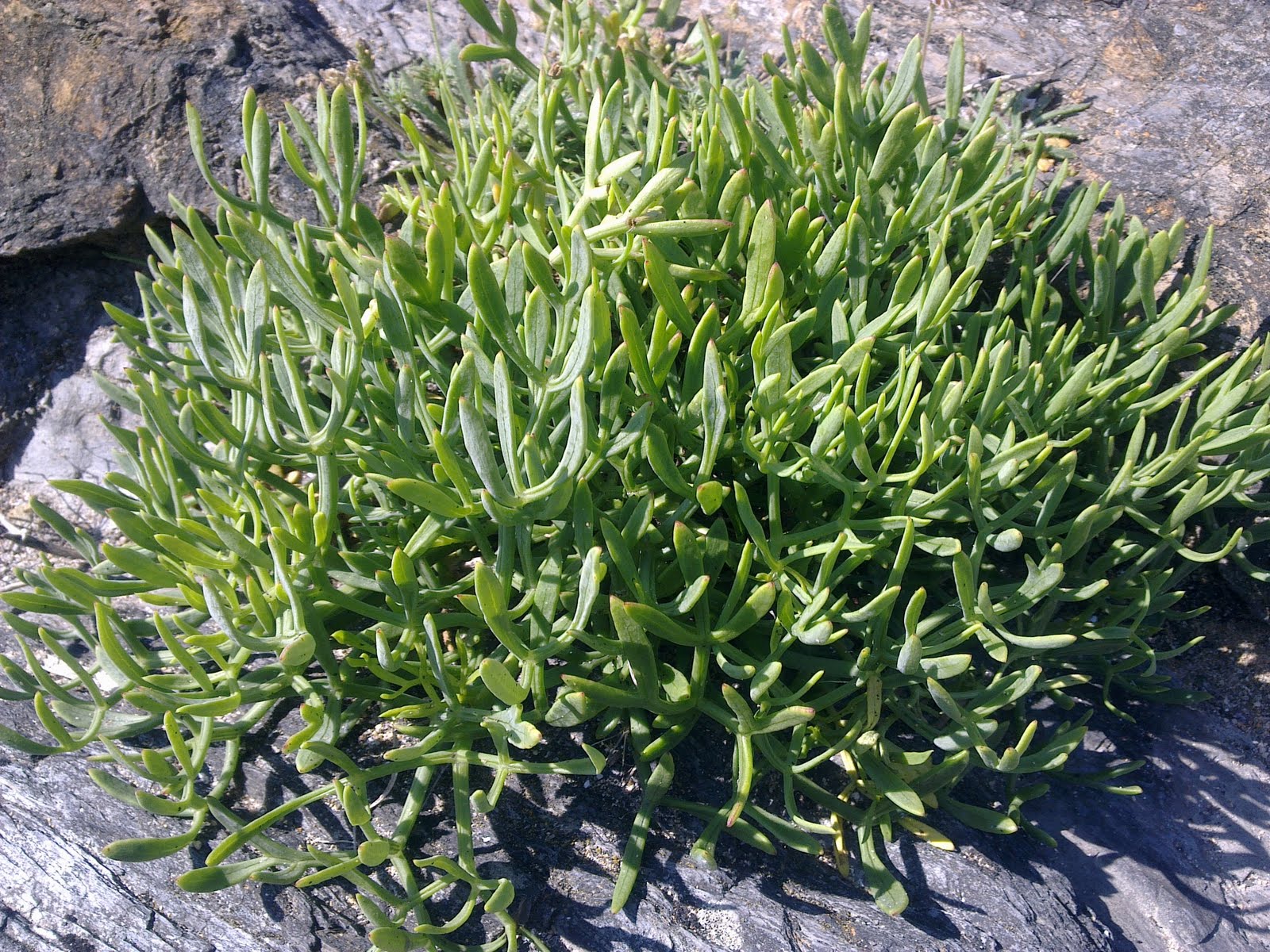 Το βότανο που βρίσκεις στην ακροθαλασσιά και «απογειώνει» την σαλάτα