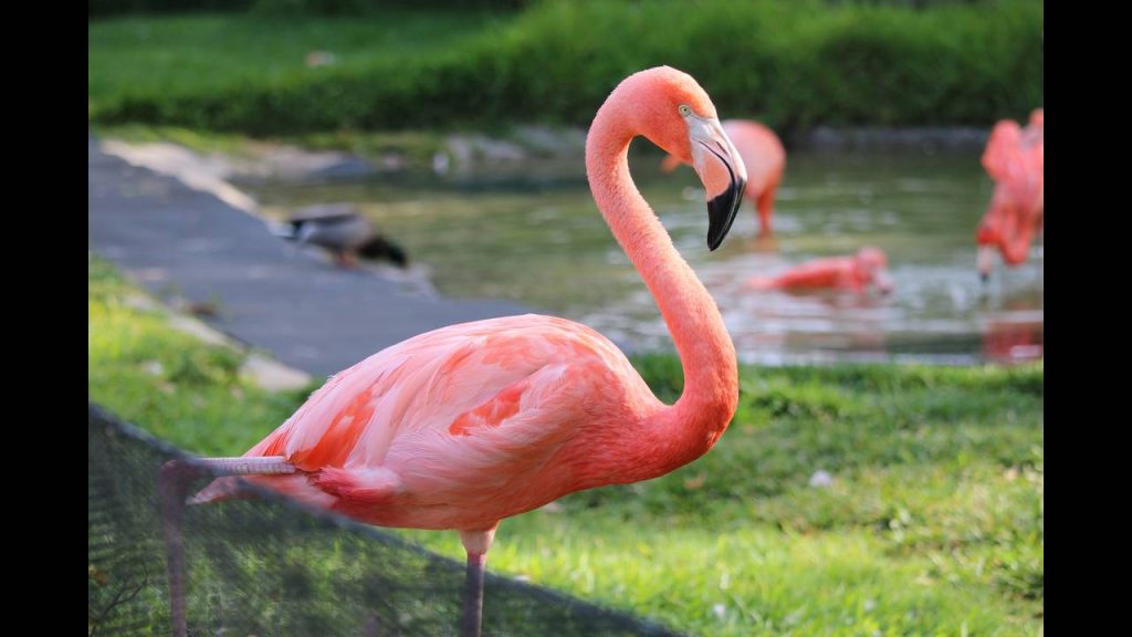 Δείτε τη στιγμή που ένα… φλαμίνγκο «κόβει» βόλτα στους δρόμους της Λάρνακας (βίντεο-φωτο)