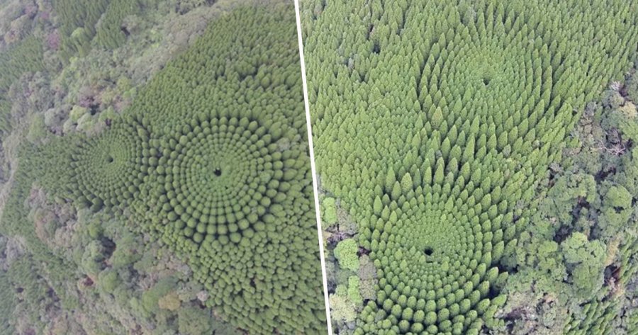Βίντεο: Τί συμβαίνει με τους μυστηριώδεις κύκλους στα δέντρα σε χωριό της Ιαπωνίας