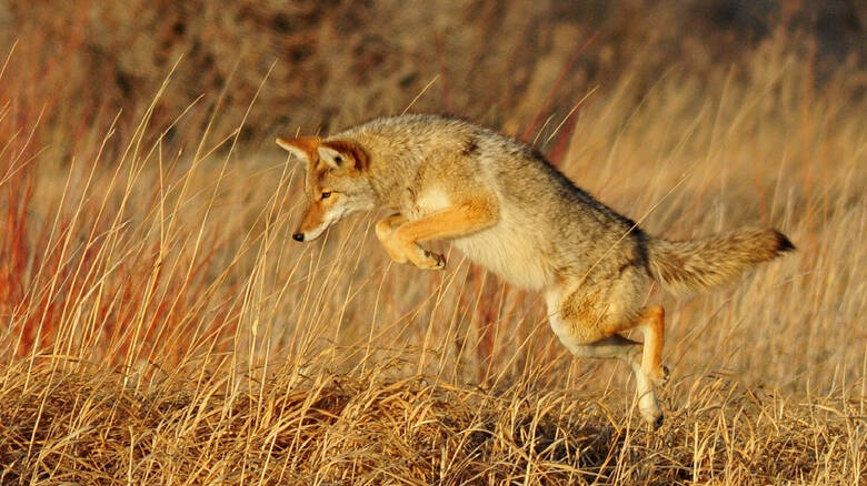«Μεταλλαγμένα» κογιότ προβληματίζουν τους επιστήμονες