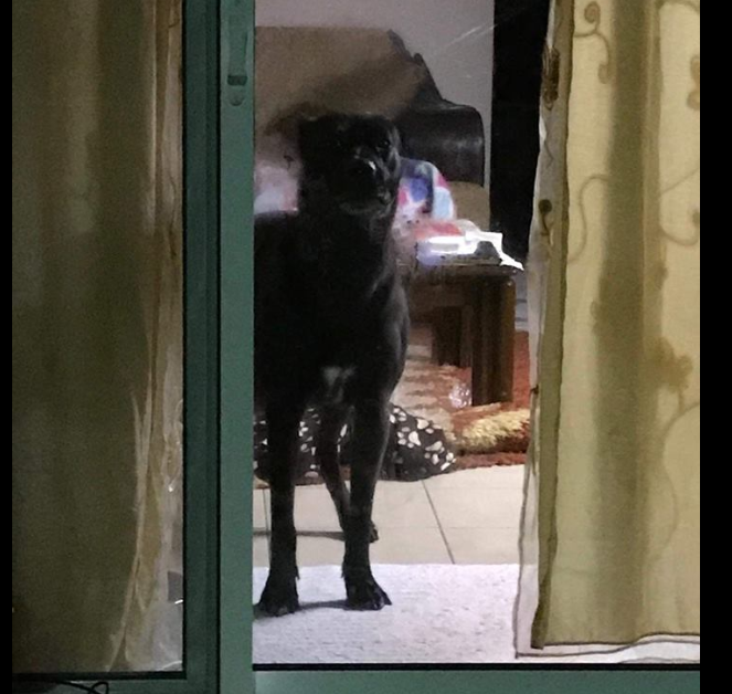 Τραγωδία στην Καλαμάτα: Το σκυλί που έχασε την ιδιοκτήτριά του από την έκρηξη στην ταβέρνα ψάχνει σπίτι (φώτο)
